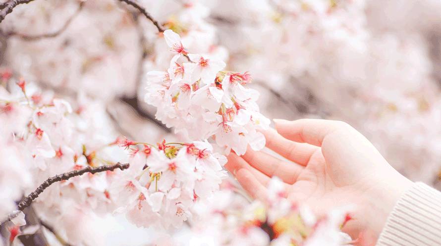 کرم دست شکوفه گیلاس ویت یو